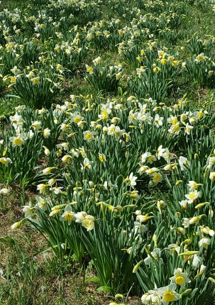 Primavera Chegou! Primavera Chegou!