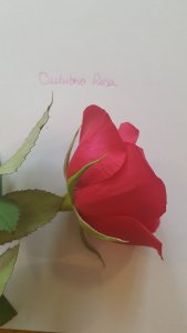 Qualquer anomalia nos seios ou ciclo menstrual, corra para o médico.