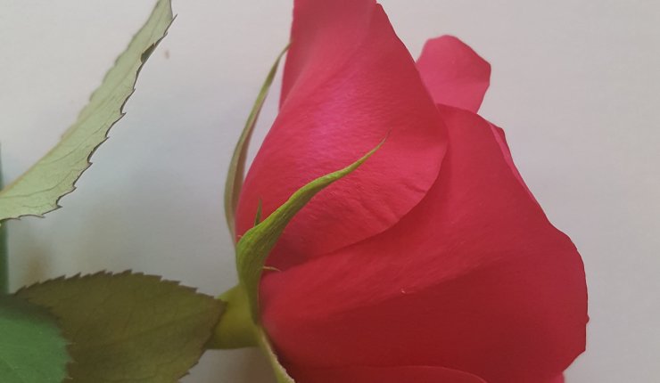 Outubro Rosa Outubro Rosa