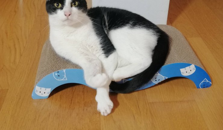 Cookie, “Unser Sylvester”