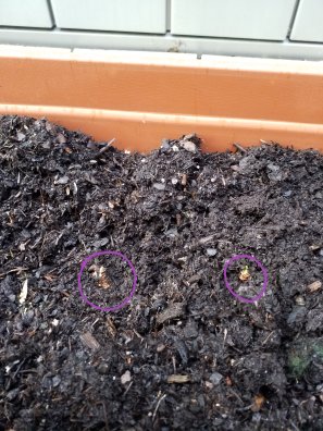 Meine Tulpen wächst&nbsp;schon