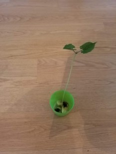 Das Bohne-Pflänzche