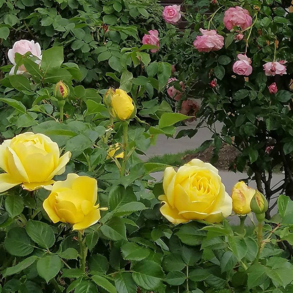 Minha mãe partiu…