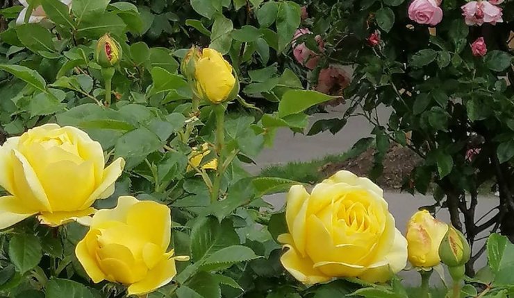 Minha mãe partiu…