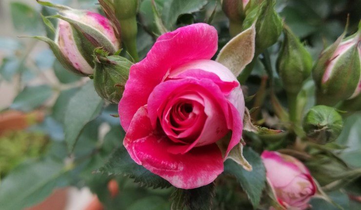 Minha Paixão pelas Rosas