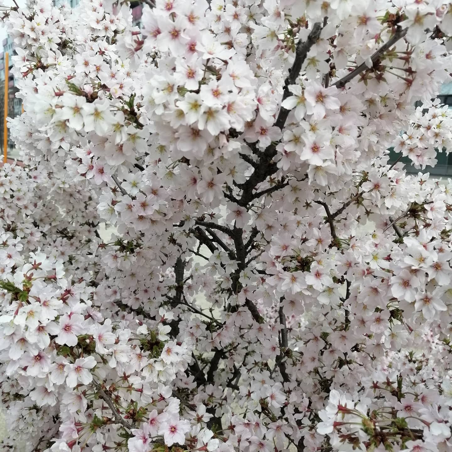 Flores brancas