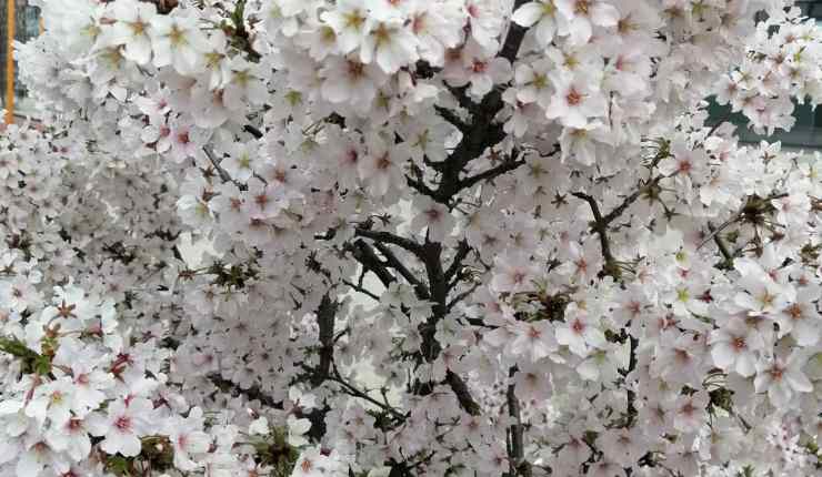 O pedido de desculpas de Catherine Deneuve