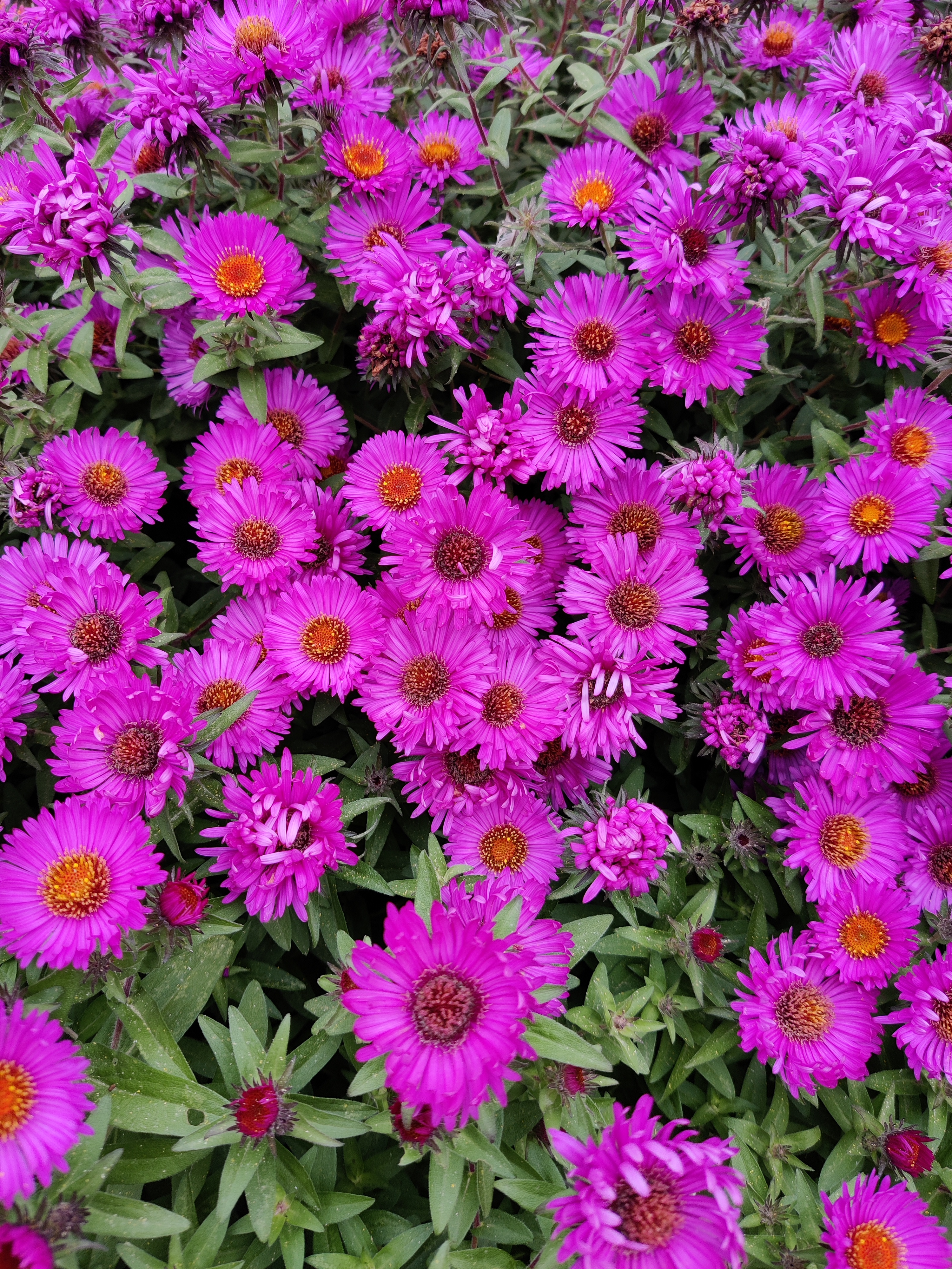 Primavera Europa