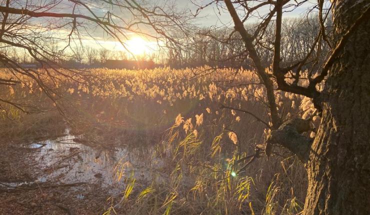 Viena: A temática do&nbsp;Lobau