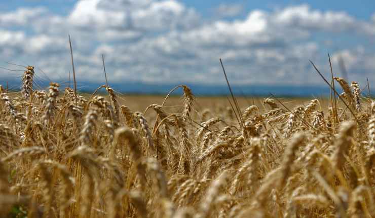 O Preço do Trigo nas&nbsp;Alturas