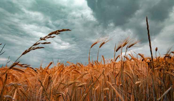 Guerra na Ucrânia: Trigo e Gás como arma