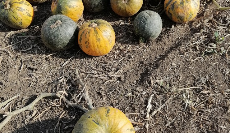 Abóbora de Halloween