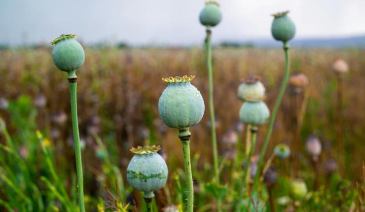Campo de Papoulas na&nbsp;Áustria