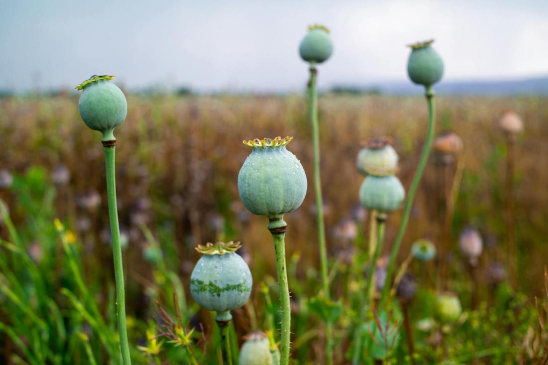 poppy plant in close up photography