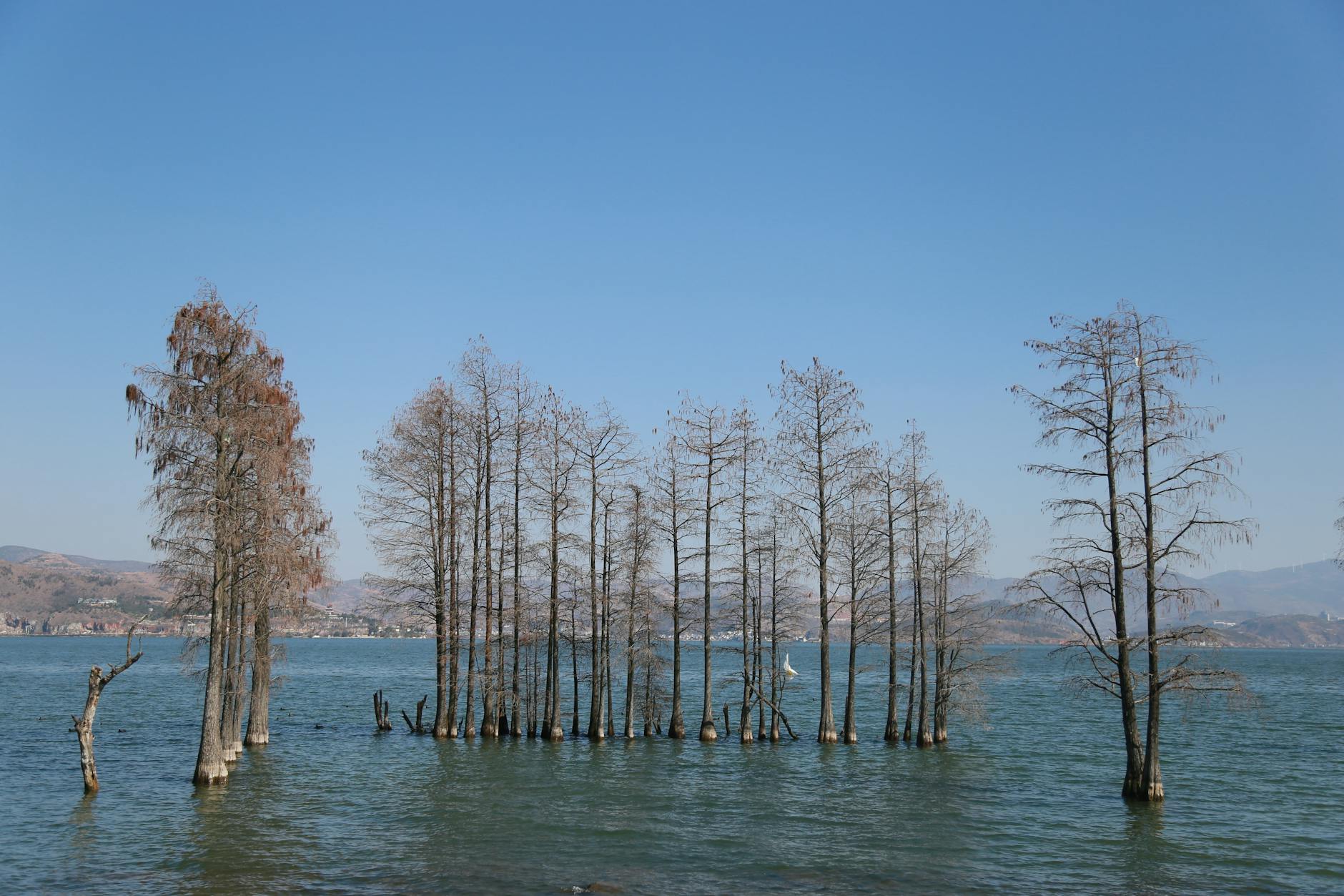 trees growing in water